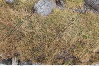 Photo Texture of Grass 0002